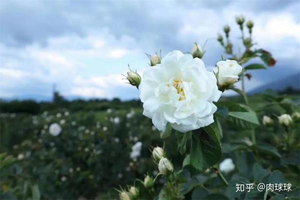 护肤丨白玫瑰精油丨从油液成分分析白玫瑰的美白功效