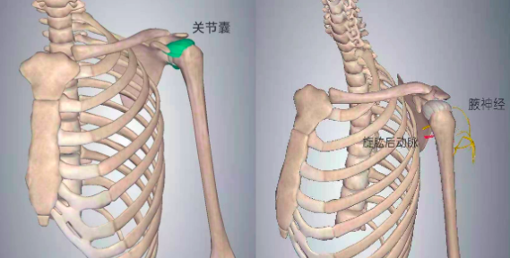 肩部肌肉解剖肩袖肌群