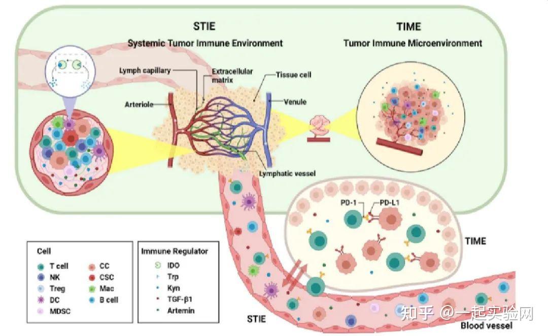 重塑系统性肿瘤免疫环境STIE和肿瘤免疫微环境TIME以增强实体瘤的免疫治疗效果 知乎