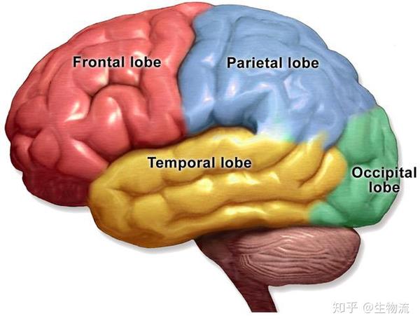 从进化视角看大脑皮层——新皮层和旧皮层