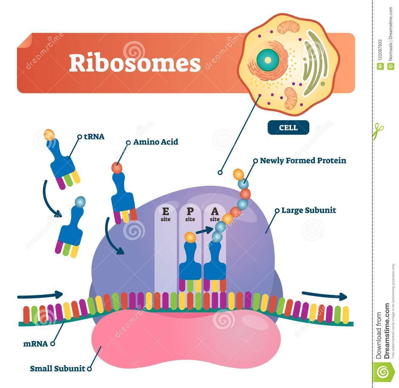 每日一词:核糖体 (ribosomes)