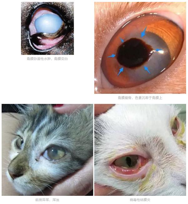 猫咪突然一只眼睛发红睁不开警惕角膜炎5种常见症状