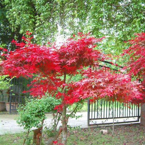 日本红枫红舞姬植物非试管高效快繁日本红枫红舞姬