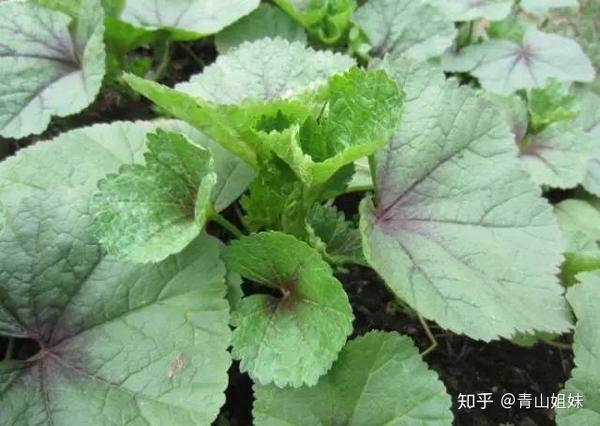 鼠曲草也被叫做清明菜,黄花艾,棉线头草,很能体现江南风物的一种野菜