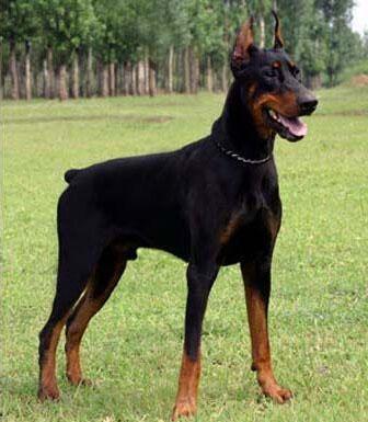 杜宾犬凶吗 杜宾犬适合什么人饲养