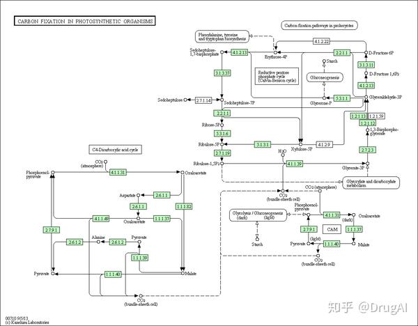 kegg 代谢通路图中, 2,代谢通路中(绿)和(白)底框