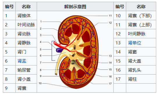 肾宏观结构如果将肾脏沿冠状面切开,则可以看到肾脏实质有非常明显的