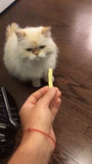 小猫咪从头到脚都是坏心眼