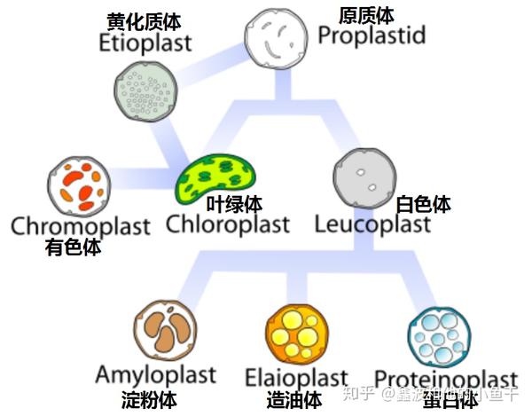质体的类型,增殖与起源