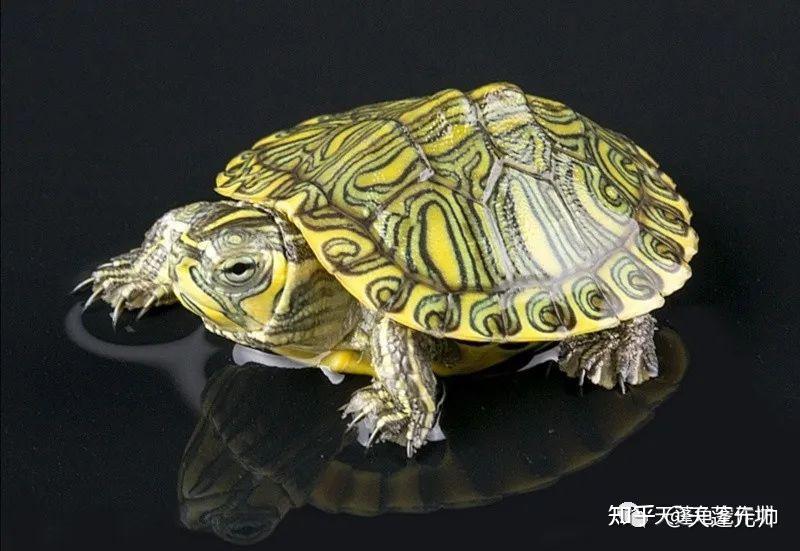 这里有一个巴西龟亲兄弟,叫做格兰德红耳龟,两兄弟为彩龟属-普通彩龟