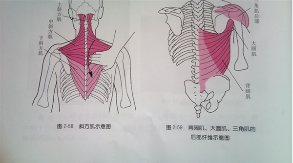(图2-55 前锯肌:重复做短促的吸气动作,可看到附着在肋骨的指状突起