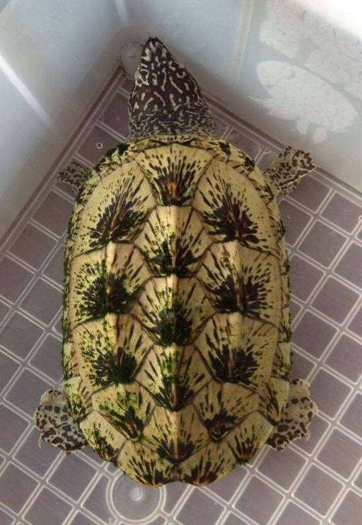 蛋龟墨西哥麝香龟