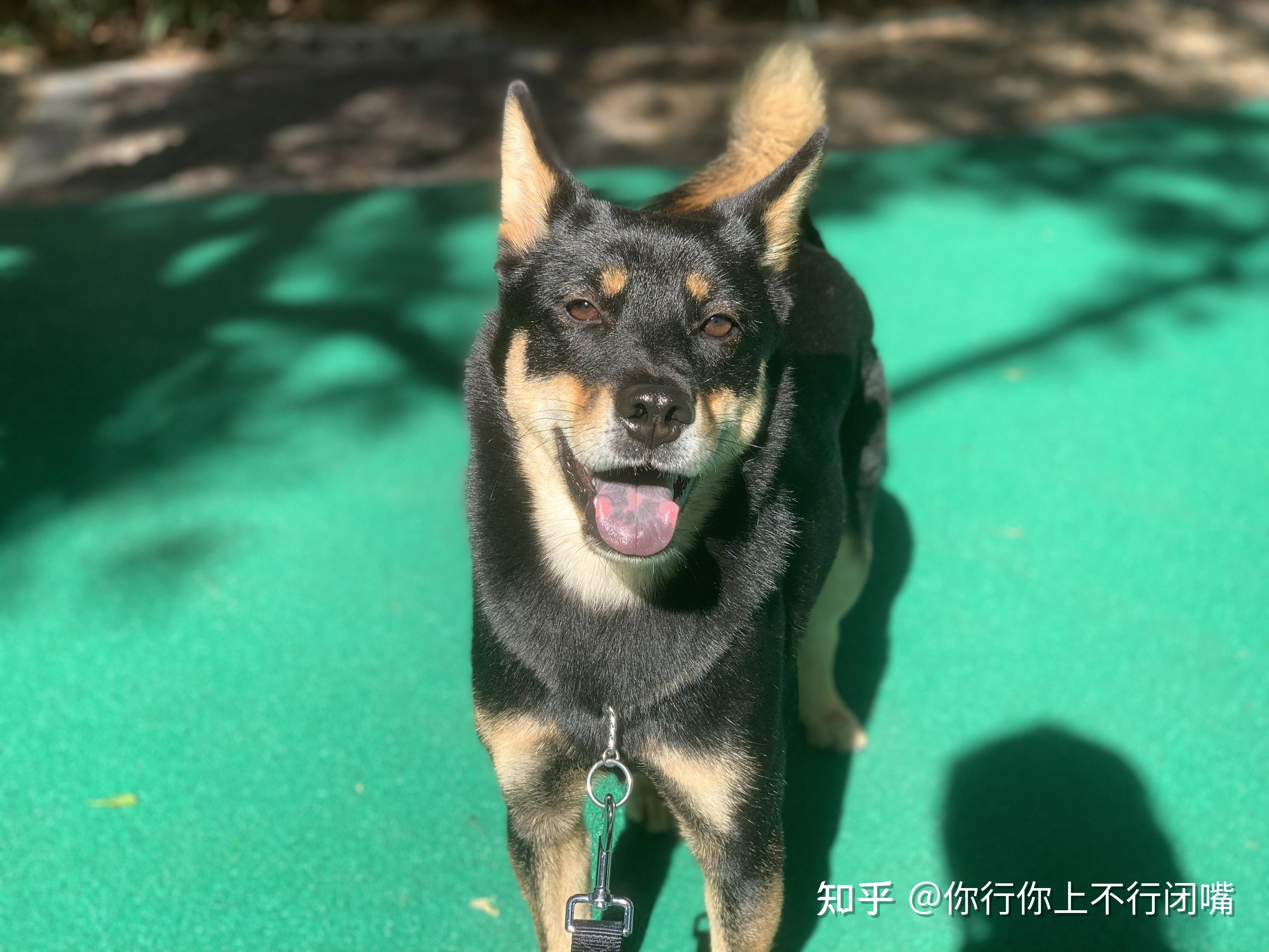 中华田园犬中的四眼狗是什么犬类