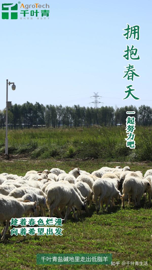 一草一羊千叶青一春一景一驻足
