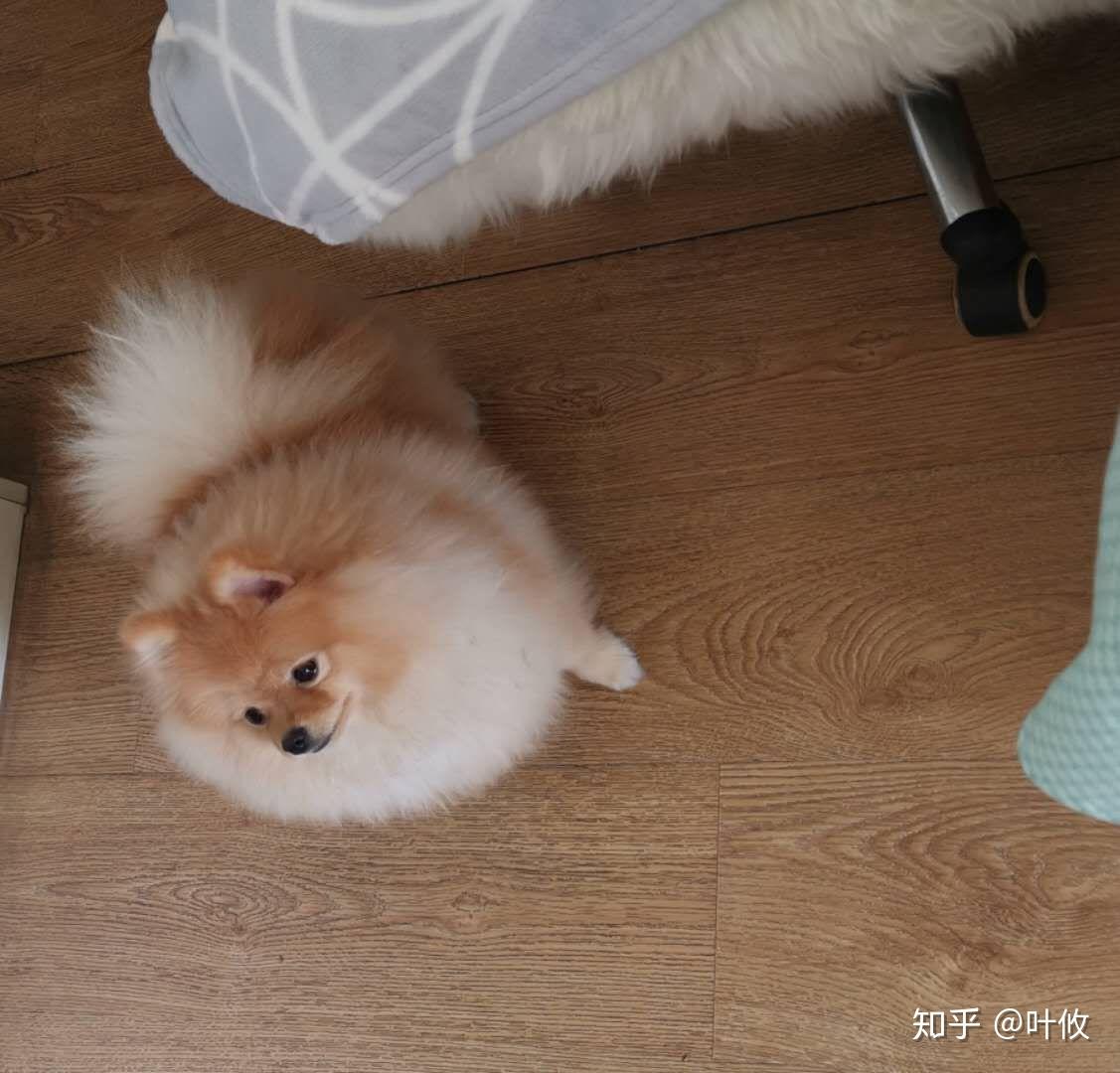 我想养只狗狗柴犬博美哈士奇巴哥我到底养哪一个呢