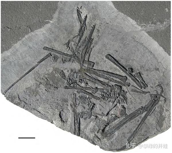 上图:沛温翼龙 preondactylus buffarinii;中图:真双齿翼龙 eudi