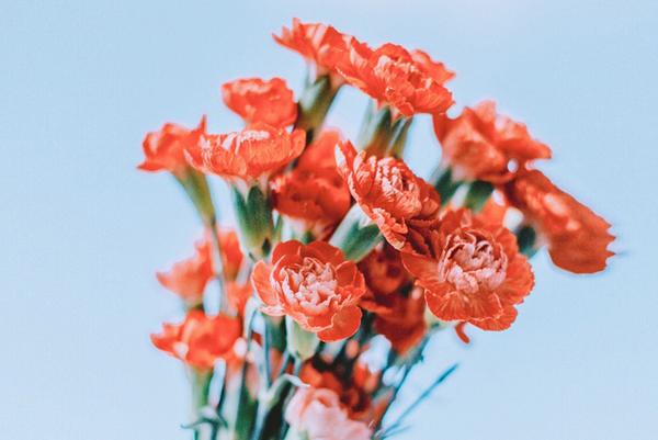 母亲节可以送哪些鲜花?2021母亲节鲜花推荐