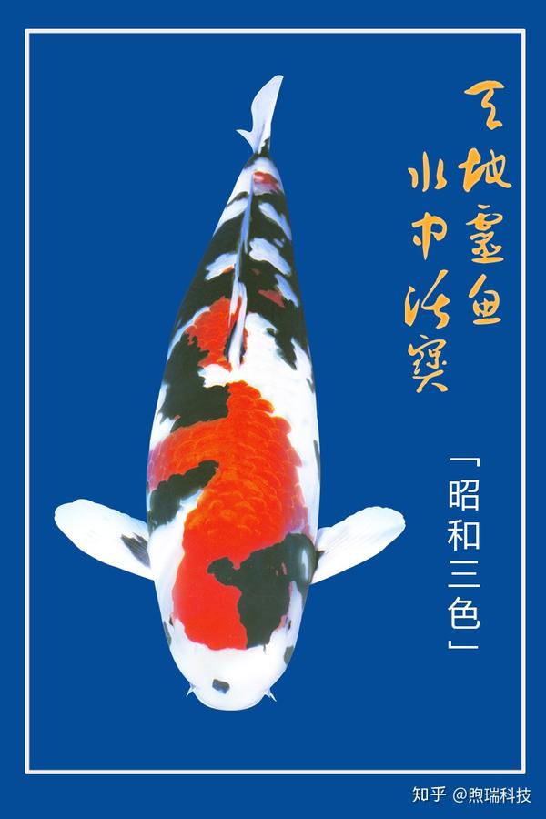 昭和三色锦鲤