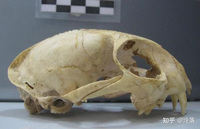 为什么中国古代传说没有猫精猫妖