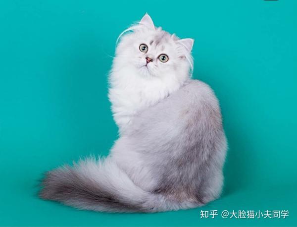 俄罗斯demenkova svetlana猫舍的苏格兰长毛:nike silver dew