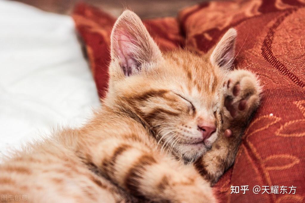 你看它优雅的身姿,高冷的气质,洁身自爱的习惯,自娱自乐的天性等等皆