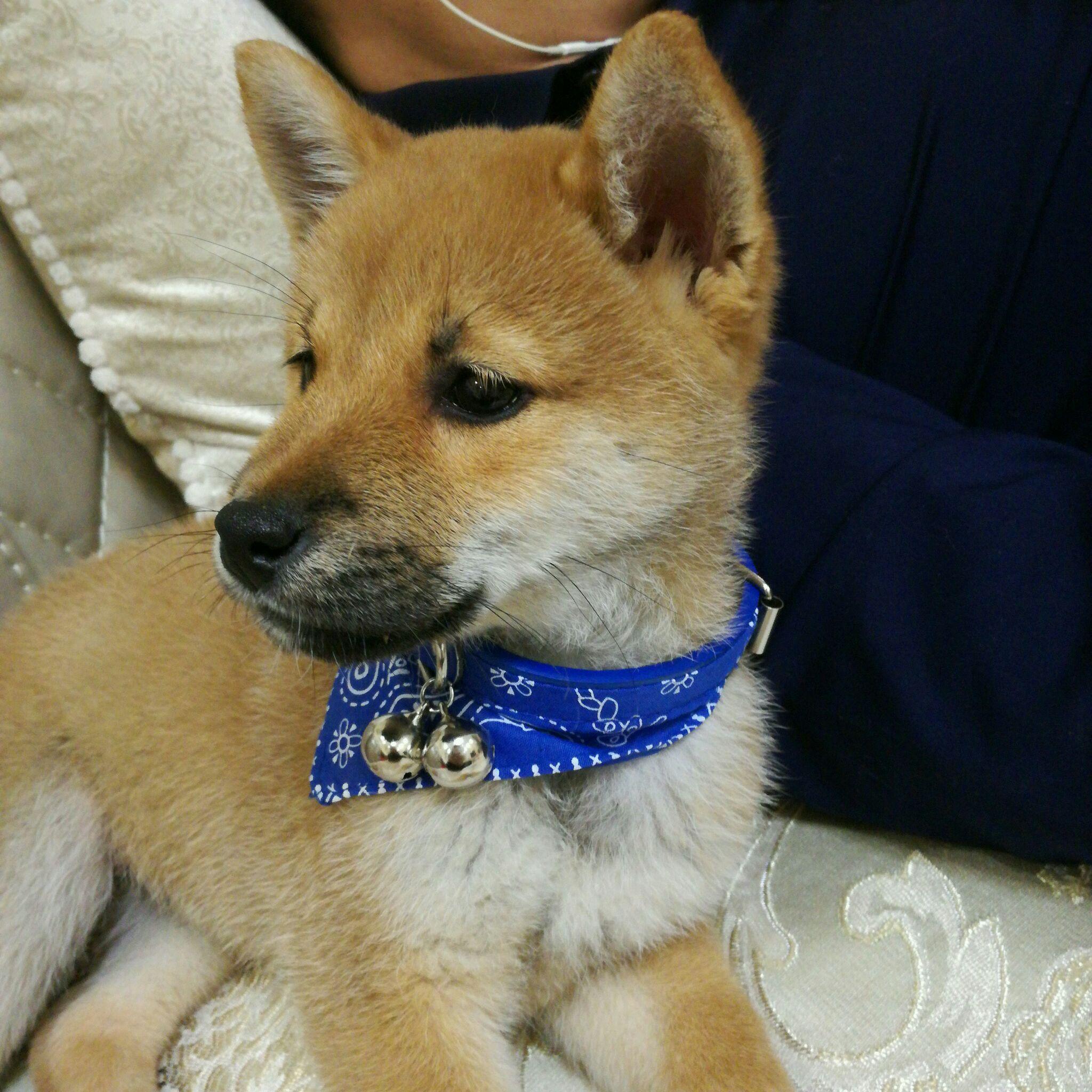 黑嘴柴犬后面黑色会退吗