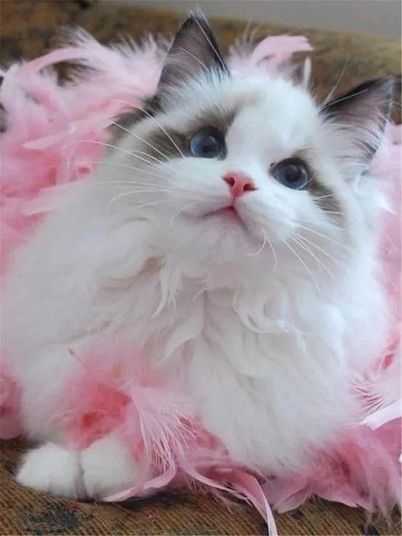 你对布偶猫的印象是什么? 盛世美颜?自带仙气?还是软萌易推倒?