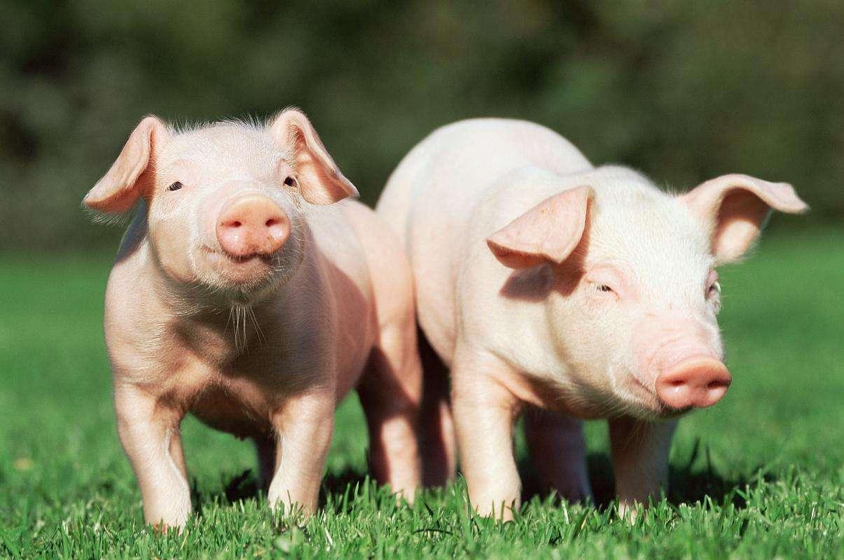 生猪期货模拟交割从传统养殖