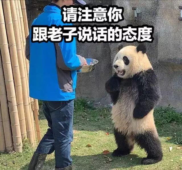 性感国宝在线叉腰这只熊猫火了被网友玩坏了
