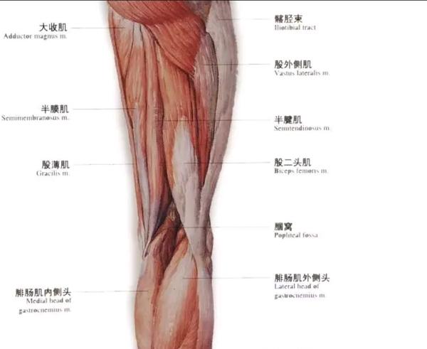 腘窝处有很多 肌肉的起止点在此附着,如小腿后面的腓肠肌,大腿后面的