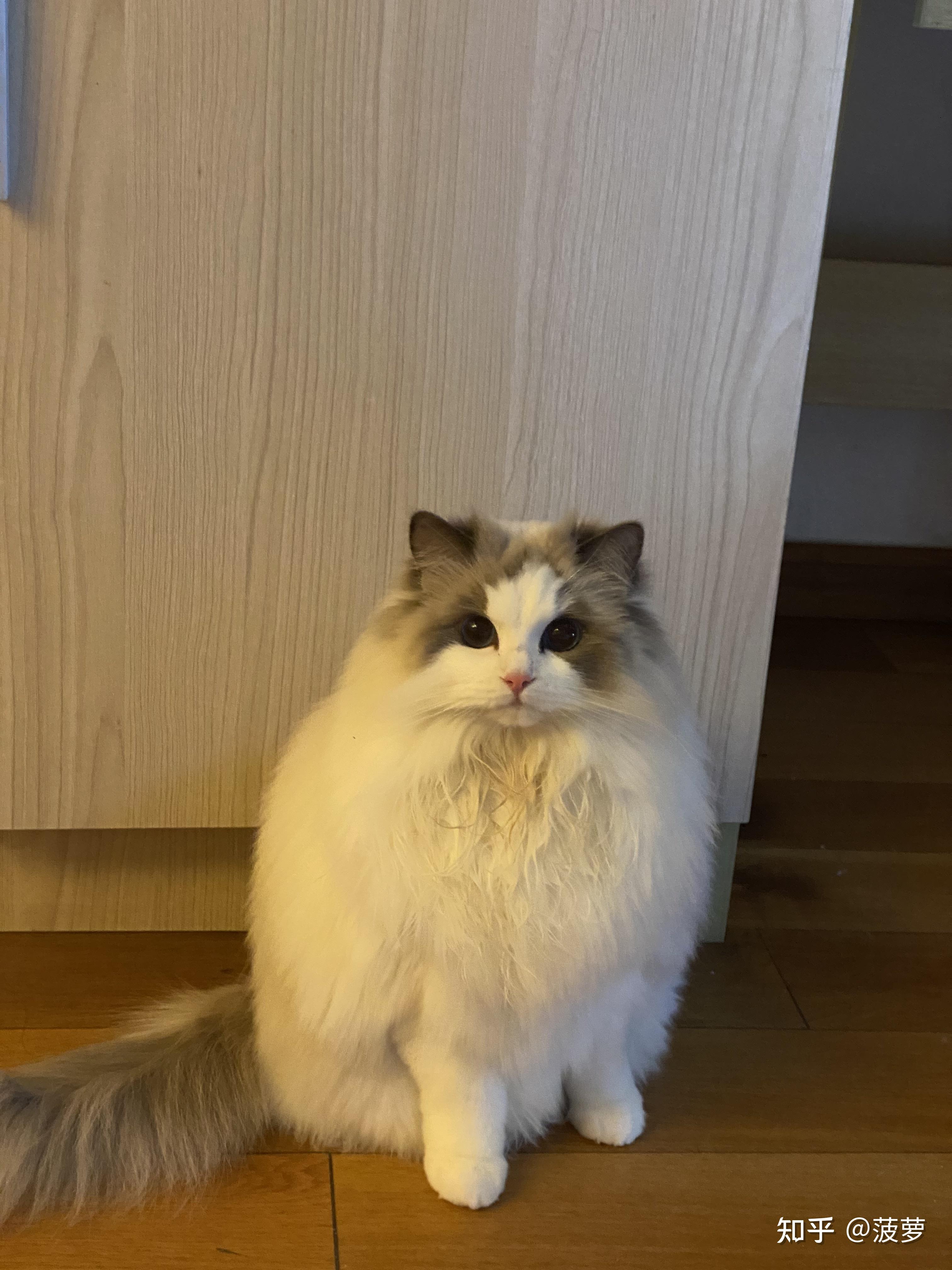 布偶猫的嘴套是天生的吗
