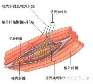 肌梭与筋膜之间的关系 事实上,如果筋膜发生变性,肌梭就不能正常运作