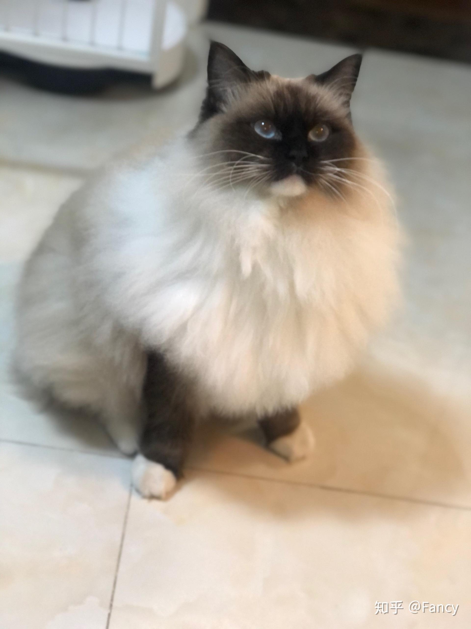 黑脸布偶会很丑吗