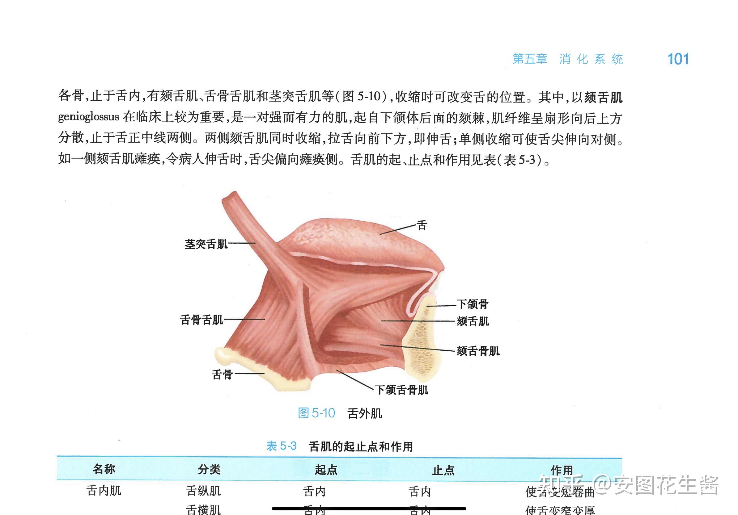 为什么一侧颏舌肌收缩舌尖会偏向对侧