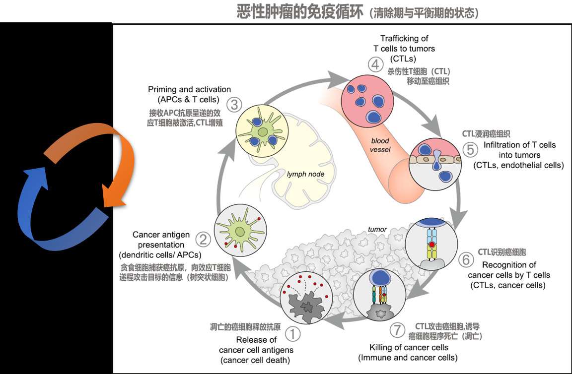 免疫检查点抑制剂的"耐药"(无效)思考