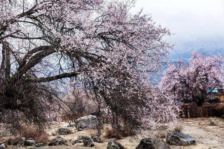 最著名的桃花村:嘎拉村