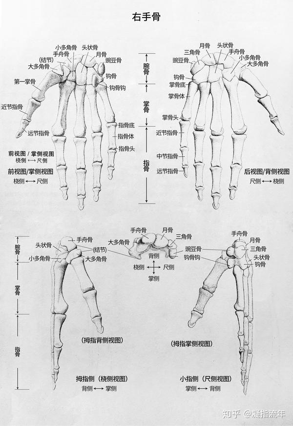 坚持学画人体结构之骨骼部分手骨