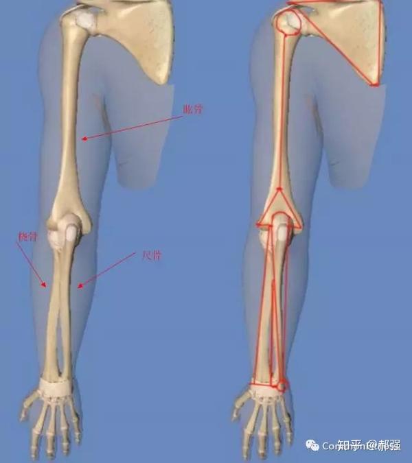 人的手臂由肱骨(大臂),桡骨和尺骨(前臂)组成,三个骨骼组成了肘关节