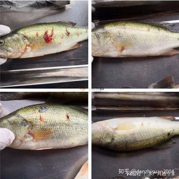 的塘口实地查看以了解真实情况,并当场解剖了十多条游边的加洲鲈鱼