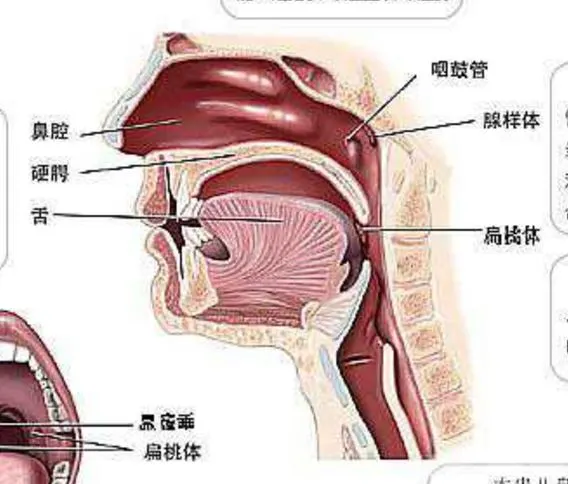 清鼻堂:鼻炎鼻窦炎长期不愈,有可能是后鼻孔堵了一团"棉花"!