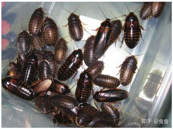 蟑螂面包虫等几种常见昆虫的饲养与保护