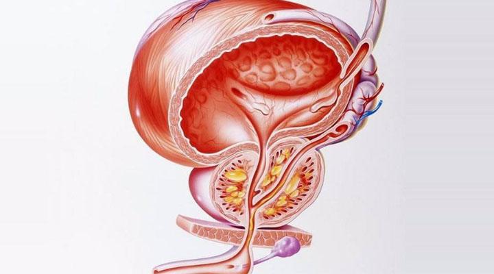 男人前列腺知多少