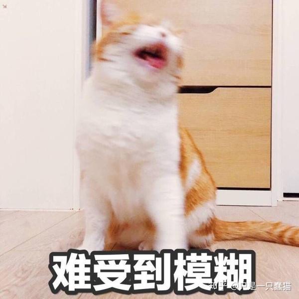 猫咪不粘人怎么办?