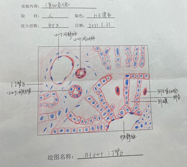 组织与胚胎学红蓝铅笔绘图