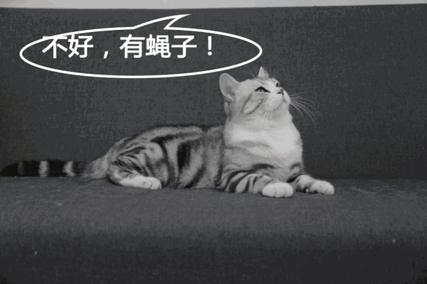 2.患病猫咪表现出畏光流泪,结膜红肿,甚至溃烂.