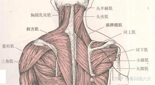 一般来说,因为肩胛区有很多的肌肉(如下图),因此像一些特殊的行业
