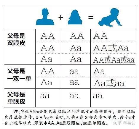 "美人沟"下巴的遗传度有多少?