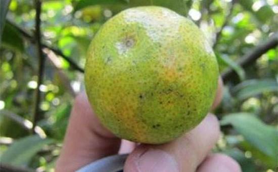 柑橘进入转色成熟期这个病害要提早预防