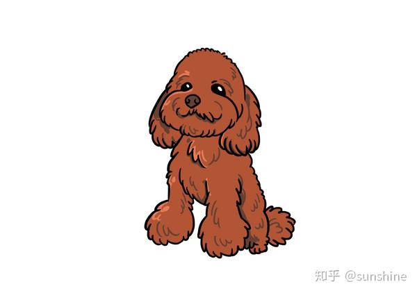 贵宾犬卡通