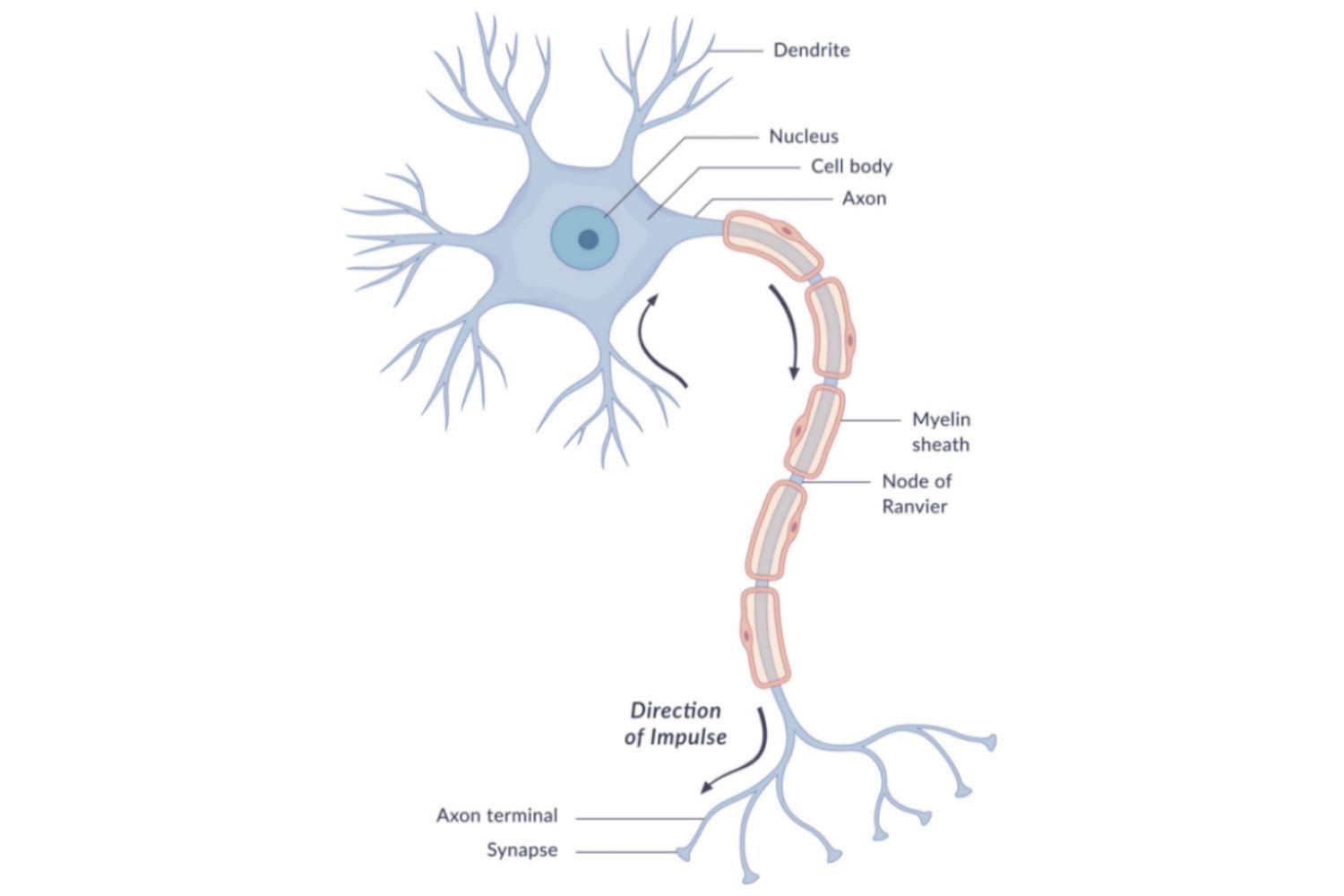 神经元由两个主要部分组成:细胞体和突起   ●细胞体 包含神经元的